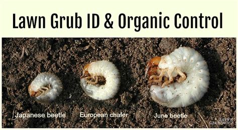 Grub Worm Control: How to Safely Get Rid of Grubs