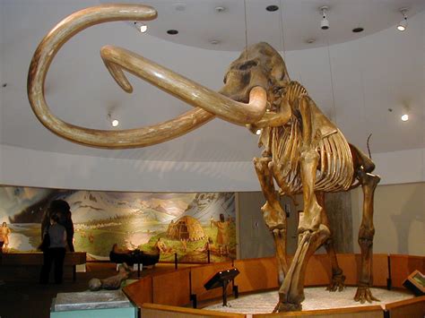 Mammoth - Wikipedia