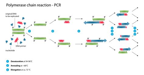 Polymerase Chain Reaction (PCR)- Principle, Procedure, Types ...