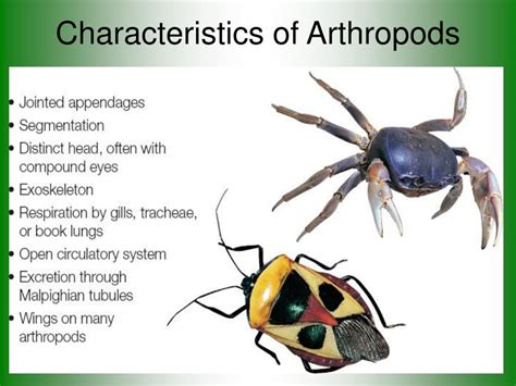 What Is An Arthropod Characteristics And Examples Of Arthropods - Riset