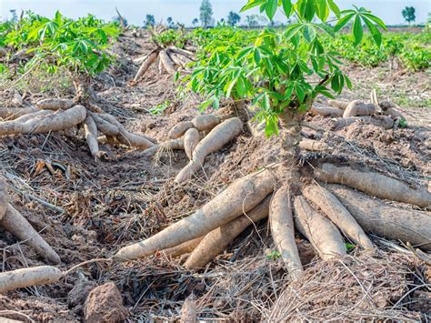 Cassava Roots: Tips For Growing Cassava Yuca Plants