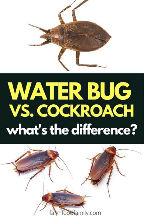 Water bugs vs Cockroaches: What Are The Similarities and Differences?