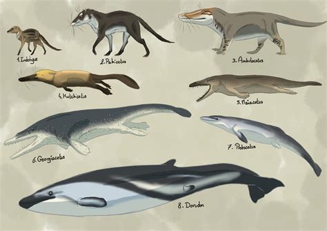 Whale evolution : r/DiscoverEarth