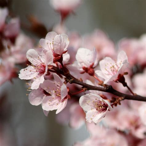 Thundercloud Plum Blossoms Picture | Free Photograph | Photos Public Domain