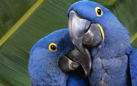 Stunning Hyacinth Macaws: An HD Wallpaper of Nature's Beauty