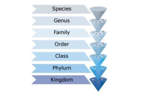 Classification system — Science Learning Hub