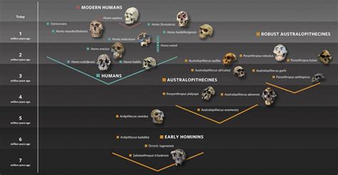 20 de novembro e a Origem dos Hominídeos | PaleoMundo