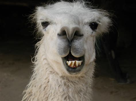 Free Smiling Llama Stock Photo - FreeImages.com