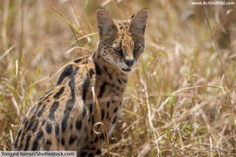 Serval Facts, Pictures, Video & In-Depth Information For Kids & Adults