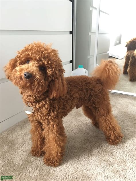 RED miniature poodle - Stud Dog in florida, the United States | Breed ...