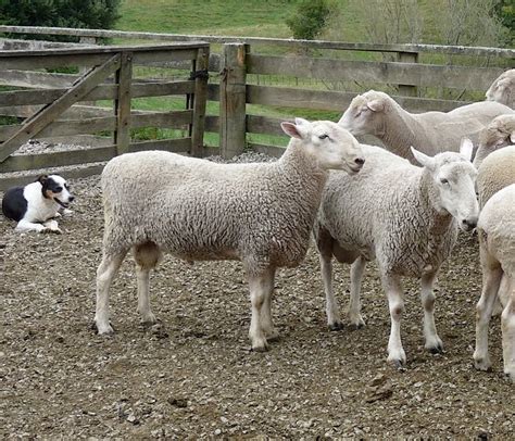 Woolshed 1: Sheep breeds in New Zealand