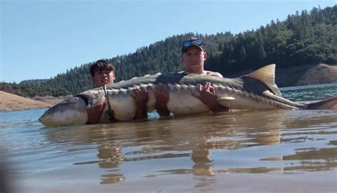 Massive Sturgeon Caught on Shasta Lake