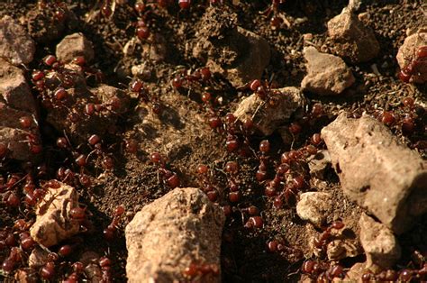 Student Research Pages - The Ant Colony — Texas Parks & Wildlife Department