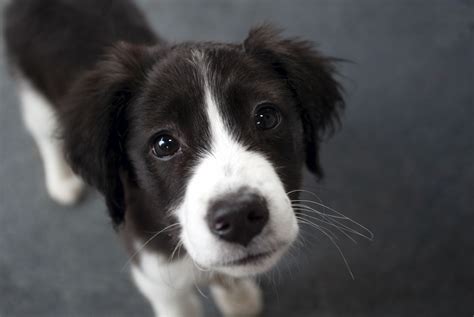 Border Collie Puppies, Photos, Breed Information, Training