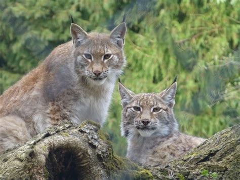 Wildwood Trust: Lynx Set to Rewild Devon