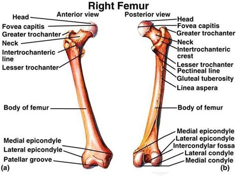 Femur Anatomy: Bony Landmarks & Muscle Attachment » How To Relief