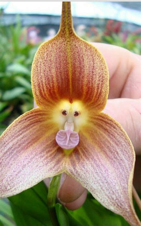 Monkey Face Orchid. | Orchid seeds, Unusual flowers, Strange flowers