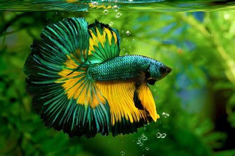 Dragon Scale Betta Fish: Care Guide, Varieties & Lifespan (With ...