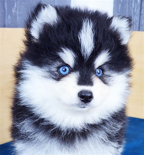 Husky Teacup Full Grown