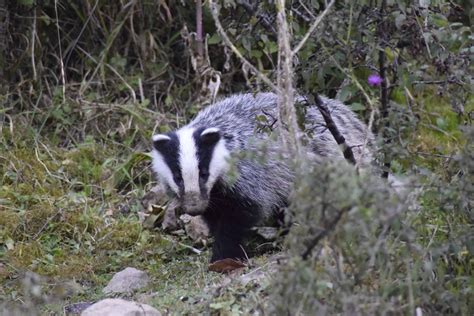 Photo gallery Wildlife in Central Balkan National Park Bulgaria