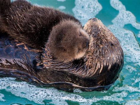 Newborn Sea Otter Pup Bonds With Mother in Adorable Photos - ABC News