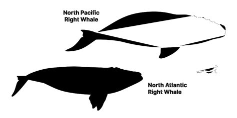 North Atlantic Right Whale (Eubalaena glacialis) Dimensions & Drawings ...