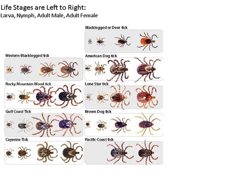 10 Types Of Ticks