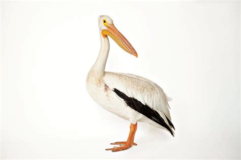 Pelican Conservation Goes High Tech | Audubon