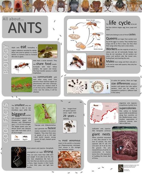 Snazzy Ant Swag poster for SoA | Ants, Swag poster, Larvae