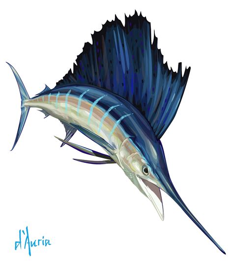 Tom D'Auria: Sailfish