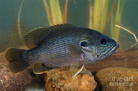 Bluegill Lepomis Macrochirus Photograph by Anthony Mercieca | Pixels