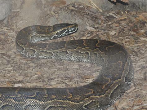 The Online Zoo - Central African Rock Python