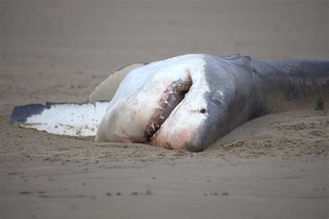 Orca Consumes Great White Sharks in 'Astonishing' Video First - Newsweek