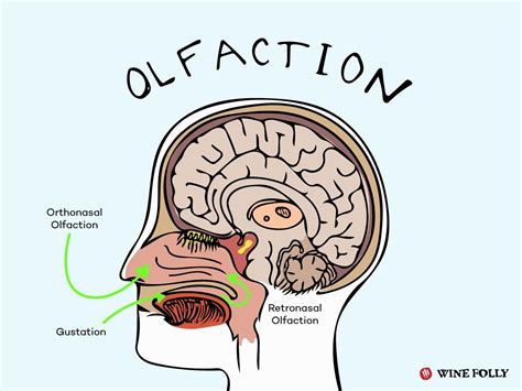 Sense of taste and smell (Includes information, activity and a video)