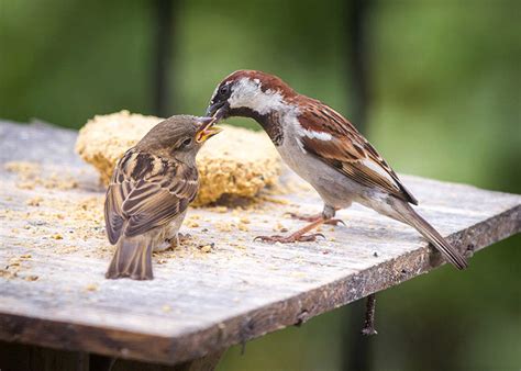 How Often Should Baby Sparrows Be Fed?