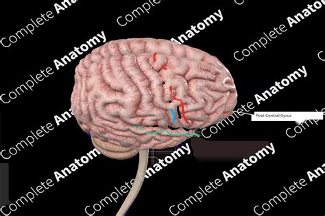 Postcentral Gyrus | Complete Anatomy