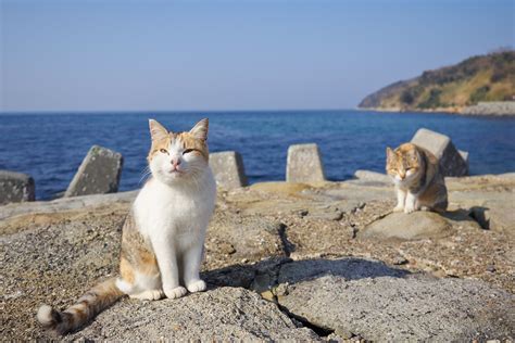 Visit Aoshima Island, The Famous Island of Cats - YourAmazingPlaces.com