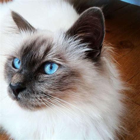 8 races de chats aux yeux bleus