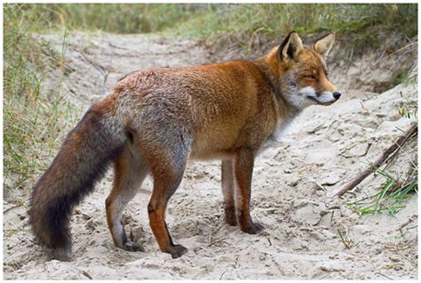 Vos - Fox (Vulpes vulpes) | Samen met Colinda en Esther een … | Flickr