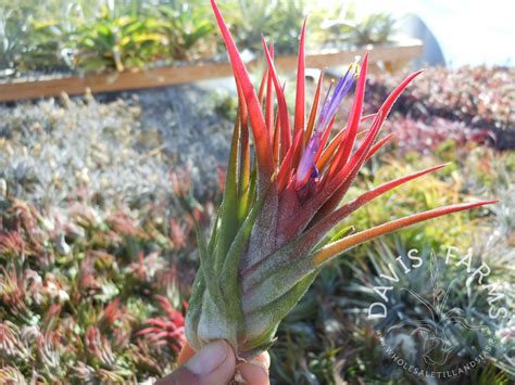 Tillandsia seleriana x ionantha - Davis Farms Wholesale Tillandsias