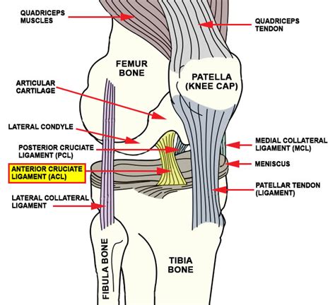 ACL tear: causes, symptoms and treatment options in Denver