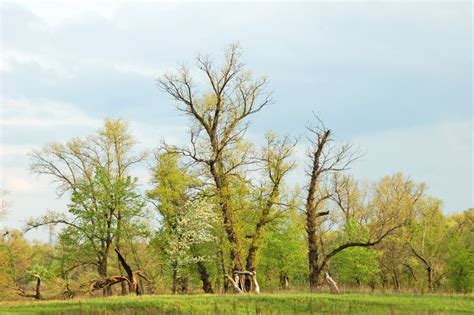 Tree, broken by lightning stock photo. Image of daylight - 13542050