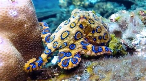 The Blue-Ring Octopus... The Blue-ringed octopus, in spite of their ...