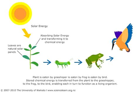 Producers - Food Chain Cycles