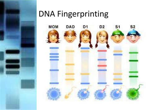 PPT - DNA Fingerprinting PowerPoint Presentation, free download - ID ...