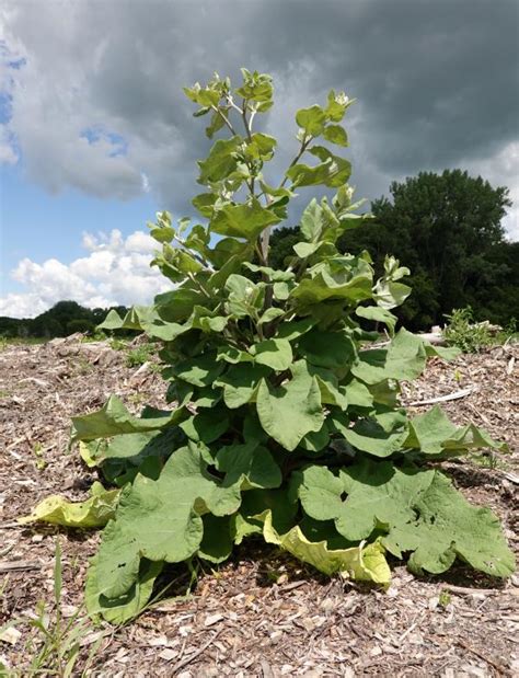 Common burdock | Integrated Crop Management