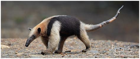 Northern Tamandua (Tamandua mexicana)