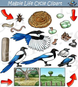 Magpie Life Cycle Clipart by I 365 Art - Clipart 4 School | TPT