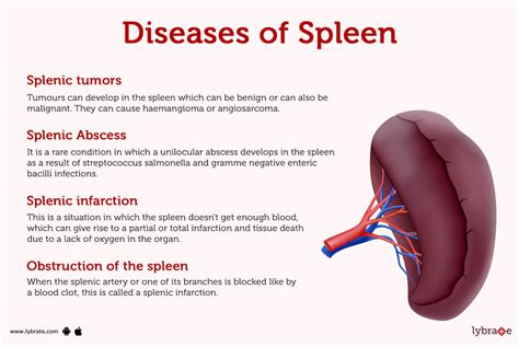 Spleen (Human Anatomy): Picture, Function, Diseases and More