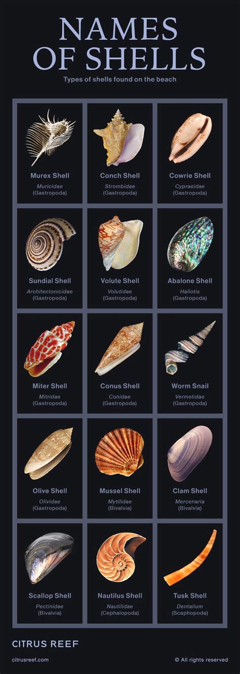 Common and Rare Types of Shells Found on the Beach | Citrus Reef